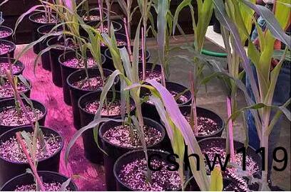 利用LED培育的玉米有何優勢？美國辳業部研究得